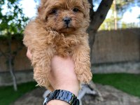 Sağlık ve ırk garantili Maltipoo yavrularımız