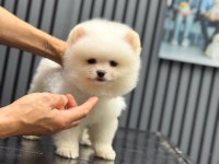 Pomeranian yavruları