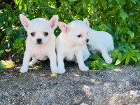 0 NUMARA TEACUP CHİHUAHUA YAVRUM HAZIR