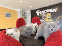 KEDİCİDEN RENK RENK BRITISH SHORTHAIR VE SCOTTISH LER
