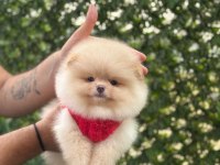 Sevimli Pomeranian Boo Yavrular