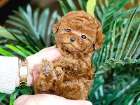 Bebek Yüzlü Toy Poodle