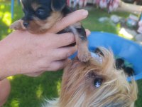 Bir avuç mutluluk köpeğimiz