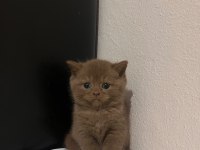 Cinnamon British Shorthair