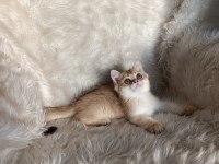 British shorthair golden oğlumuz