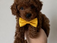 4 AYLIK 1500 GR SAFKAN TOY POODLE