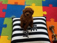 Sağlık ırk Kilo Garantili Orjinal TOY POODLE