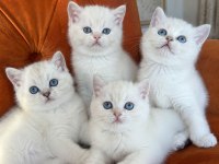 En güzel british shorthair yavrularımız ziyarete açık