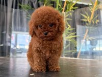 Orjinal Toy Poodle Yabruları
