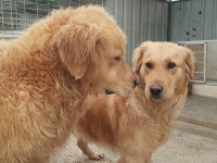 Golden retriever altın tüy yapısıyla aşık eder