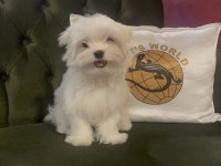 PETS WORLD güvencesiyle gerçek MALTESE yavrularımız