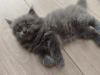 British Longhair Yavrular