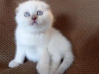 Sadece Değerini Bilecek Ailelere: Özel Scottish Fold