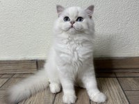 Muhteşem yakışıklı british longhair oğlum