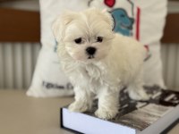 Petmode köpek çiftliğinde ziyarete açık kore maltese