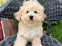 Kore Maltipoo bebekler
