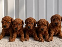 ZİYARETE AÇIK ERKEK DİŞİ POODLE BEBEKLER