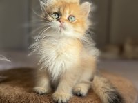 Bebek Yüzlü Golden Ny11 Ny12 British Longhair
