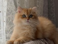 Erkek British Longhair