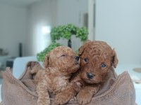 Poodle dünyası
