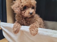 TEACUP KORE POODLE YAVRULAR!