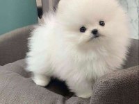 Orjinal Teacüp Pomeranian bebeğimiz miya