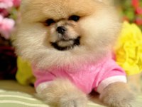 BAL GİBİ DIŞI POMERANİAN BOO