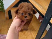 Orjinal Toy Poodle yavrumuz mia
