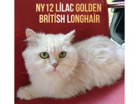 Orjinal Irk 2 Yaşında Longhair Shorthair Dişi Kediler