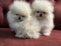 Show kalite teddy face pomeranin yavrularımız