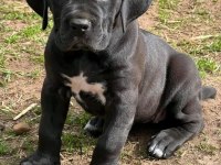 Safkan Cane Corso Yavruları Yeni Yuvalarını Bekliyor