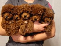 RUHSATLI İŞLETMEDEN SAFKAN TOY POODLE