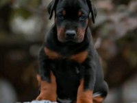 Elit king doberman yavruları