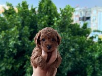 ANKARA NIN EN GÜZEL TOY POODLE YAVRULARI