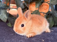 SAFKAN HOLLANDA LOP VE CÜCE TAVŞAN YAVRULARIMIZ