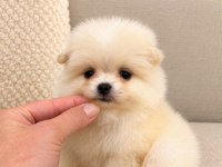 POMERANİAN BOO AYI SURAT
