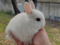 BEBEK CÜCE TAVŞANLARIMIZ