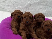 RUHSATLI POODLE EVİNDEN ÇOK SAYIDA POODLE BEBEK