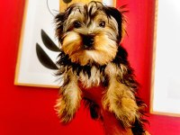 Yorkshire terrier köpeğimiz