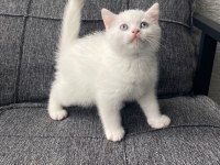 Son Kalan Erkek Bebek Kedimiz