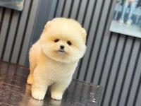SEVİMLİ POMERANİAN BOO YAVRULAR