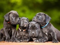 Irkının en iyisi cane corso yavrular kapıda ödeme mevcut