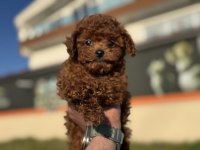 Petmode köpek çiftliğinden redbrown toy poodle yavrular