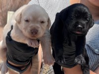 Labrador siyah renk bebekler hazır