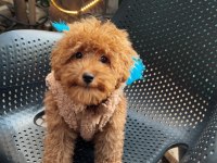 TOY POODLE 6 AYLIK