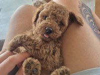 SAFKAN ORJİNAL POODLE
