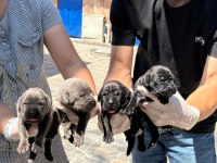Sevimli Cane Corso yavrularımız
