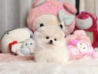 Pomeranian boo köpeğimiz