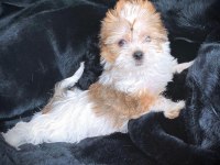 Çok özel exotic yorkshire terrier yavrularımız