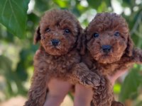 SHOW CLLAS RED BRWON TOY POODLE YAVRULAR